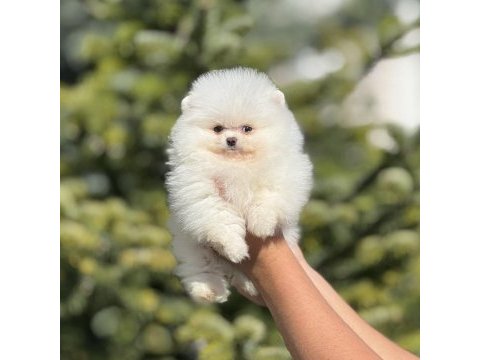 Orjinal pomeranian boo güzelliği