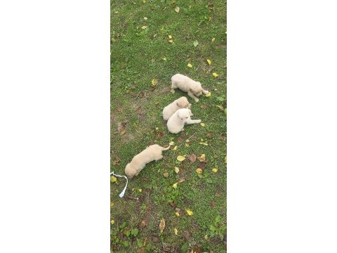 Yavru golden retriever 4 erkek 3 dişi