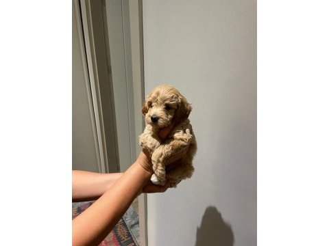 Maltipoo dişi yavrular