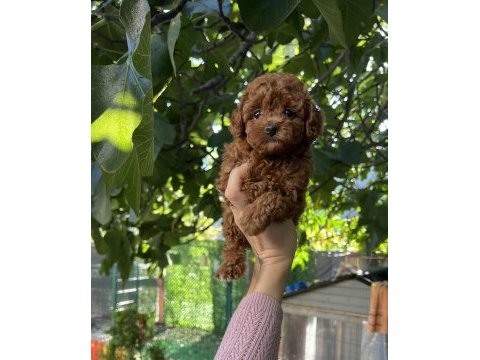 Safkan kore teacup poodle yavrularımız