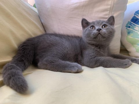 British shorthair sahiplendirme