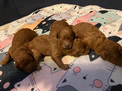 Red brown toy poodle bebekler
