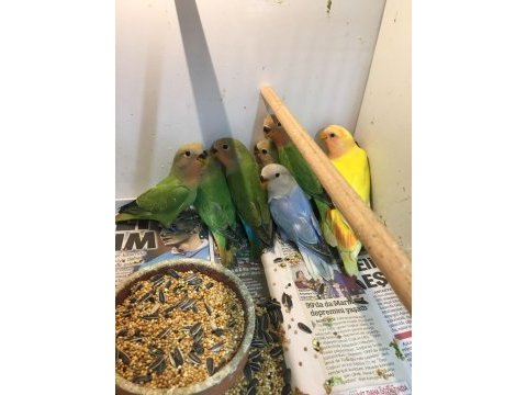 Bebek ısırma huyu olmayan sevda papağanlarımız geldi