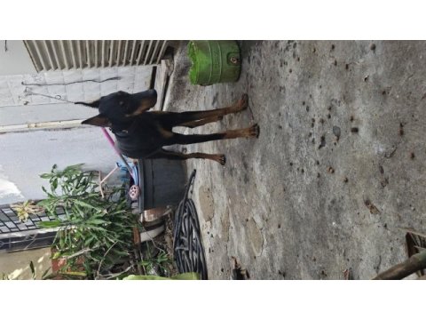 5 aylık kulak estetiği aşıları tam doberman