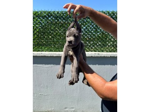 Cane corso bebeklerimiz üst kalite