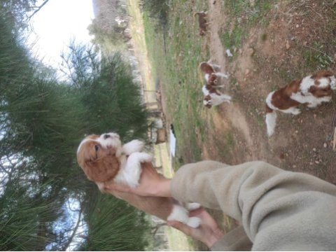 Sadece ailelere uygun verilecek cavalier king charles