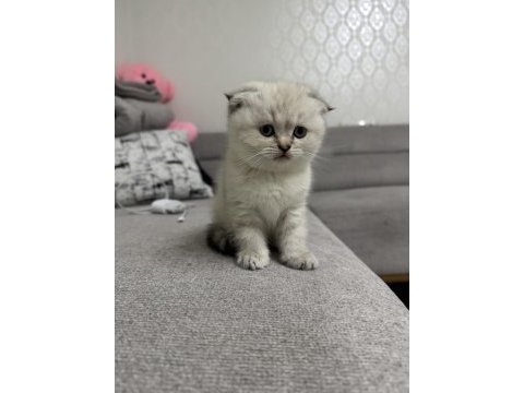 Sahiplenrilecek yavru kediler