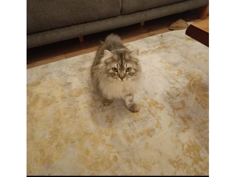 Chinchilla kedimiz ücretsiz sahiplendirilecek