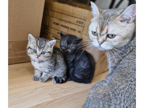 Golden british shorthair yavruları