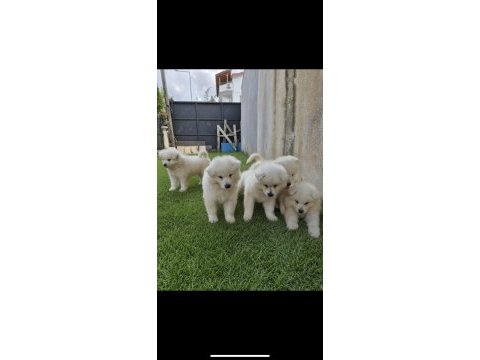Show class samoyed yavrularımız 
