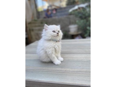 Silver point british longhair