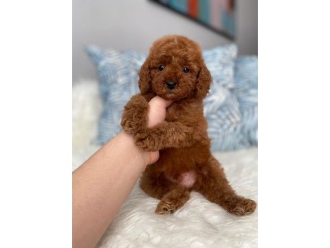 Orjinal red brown toy poodle yavrum