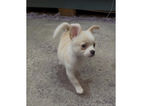 3.5 aylık chihuahua yavrular tarsus