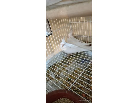 Albino sultan papağanı 4 adet yavru