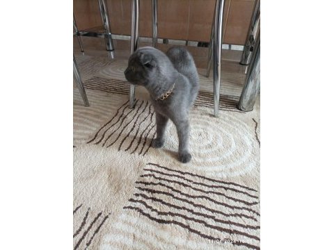 Satılık 5 aylık scottish fold