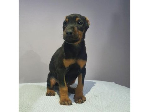 Estetikli veya estetiksiz tercih ile doberman bebekler