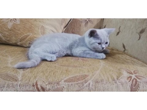 Sevimli insalcıl ve oyuncu yavru british
