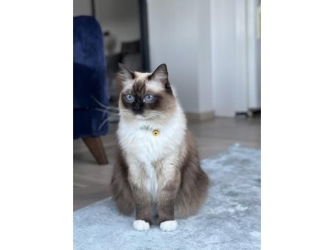 Ragdoll cinsi damat adayı arıyoruz