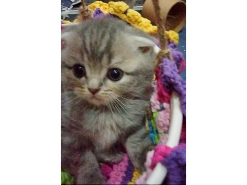 İlk görüşte aşk scottish fold