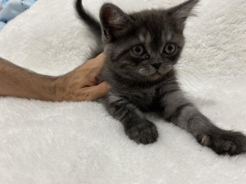 Koyu kahve british shorthair yavru