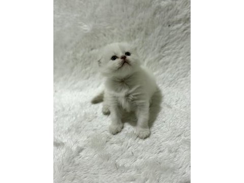 Rezerveye açık scottish fold