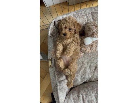 Safkan toy poodle yavru dişi 55 günlük