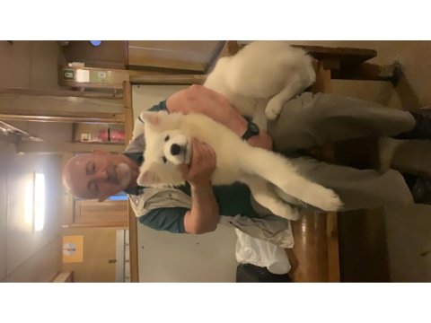 Samoyed 4 aylık aşıları tam yavru