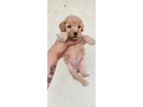 Poodle kayısının en tatlı tadı