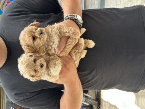 Sağlıklı orjinal maltipoo yavrular