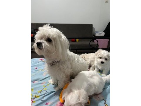 Maltipoo cinsi bebekler