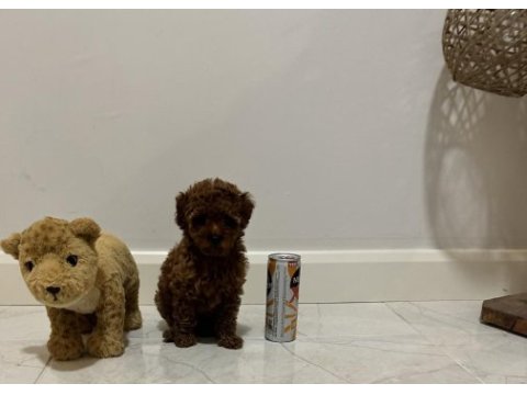 Kore kan teacup poodle dişi / erkek 850 gram 2 buçuk aylık