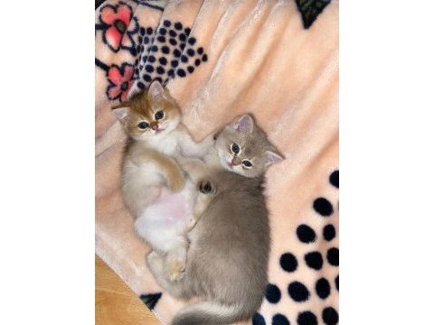British shorthair golden yavrular