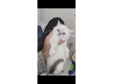 British shorthair
