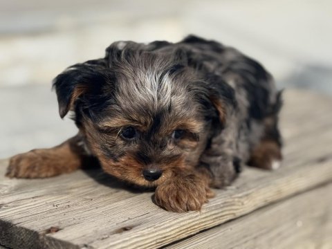 Petmode köpek çiftliğende ziyarete açık morkie