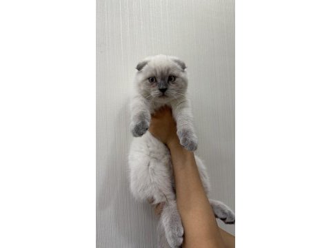 British scottish kardeşler