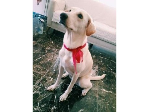 Köpeğimize acil yeni yuva aranıyor