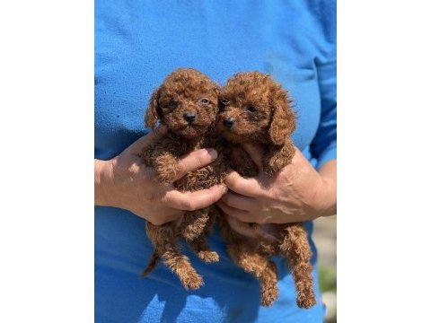 Teacup kore poodle bebekler aşılı ve çiş  eğitimli 