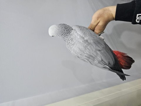 Full evcil oyun hamuru bebek jako