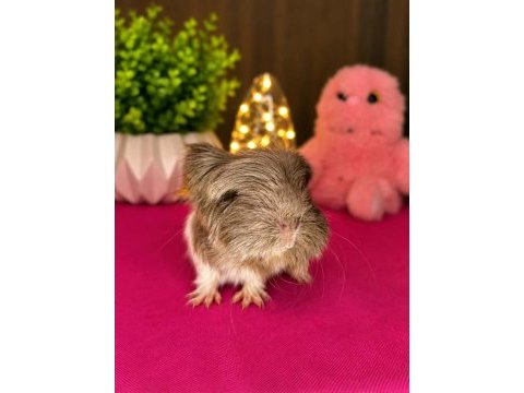 Guinea pig yavru