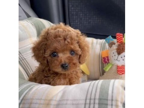 Evin büyük neşesi toy poodle bebekler