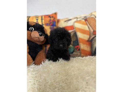 Maltipoo bebiş