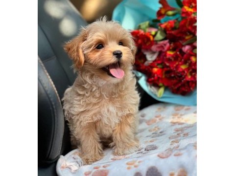 Maltipoo korekan 0 numara bebekler