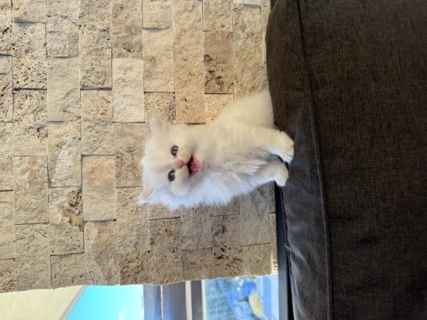 British longhair point
