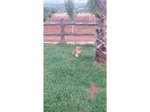 A kalite son dişi jack russell yavru