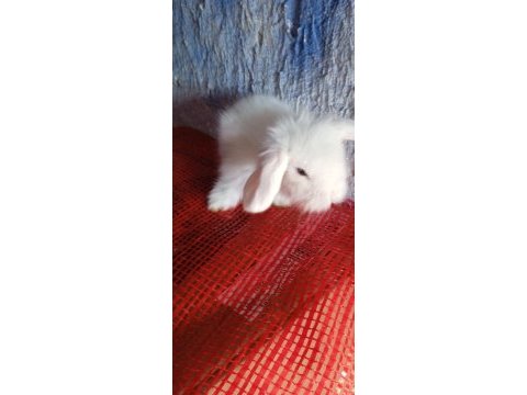 Teddy lop tavşan yavrular 35 günlük
