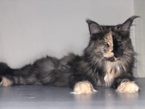 Maine coon 3 yaşında güzel kızım