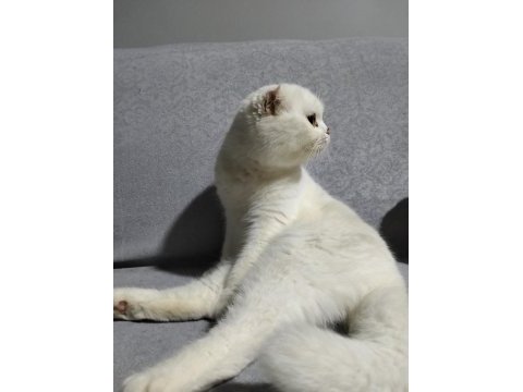 2 yaşında scottish fold beyaz