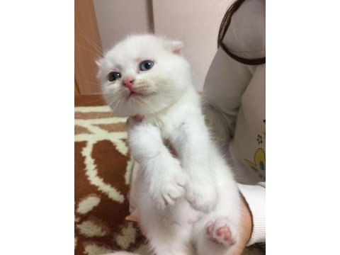 Scottish fold