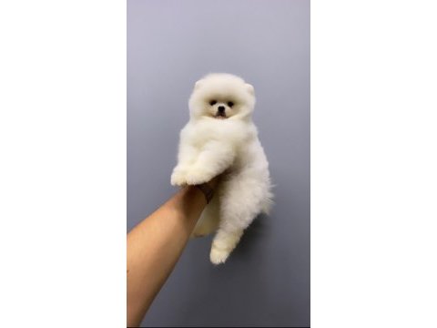 Pomeranian bo teddy yavrularımız