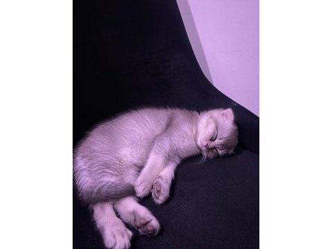 Teslime hazır scottish fold silver dişi